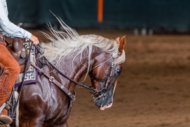 working cowhorse