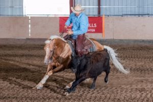 palomino cow horse